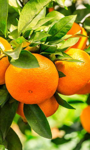Citrus