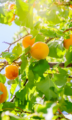 Fruit
