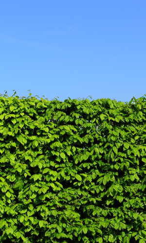 Hedge