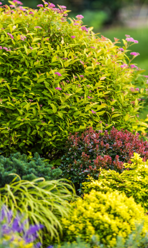 Shrub