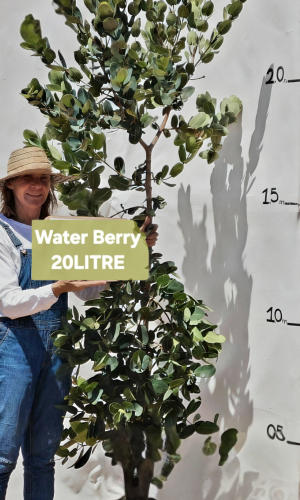 Water Berry (Syzygium cordatum)
