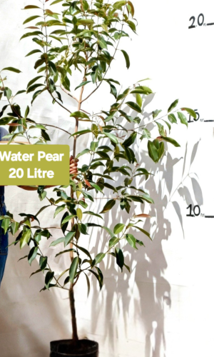 Water Pear (Syzygium guineense)