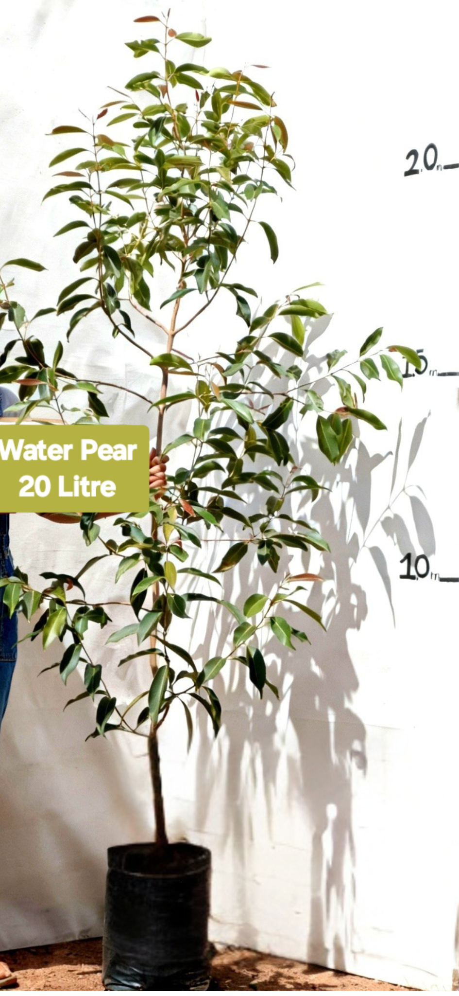 Water Pear (Syzygium guineense)