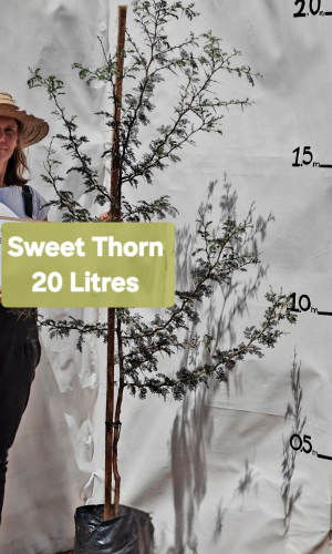Sweet Thorn (Vachellia karroo)