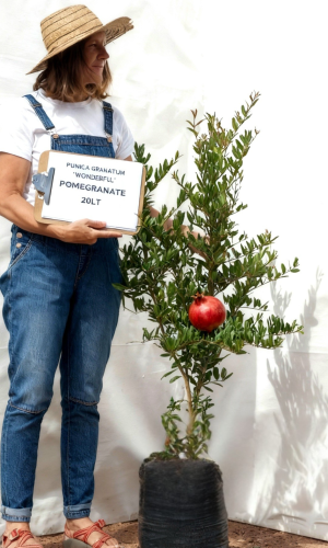 Pomegranate (Punicia granatum "Wonderful")