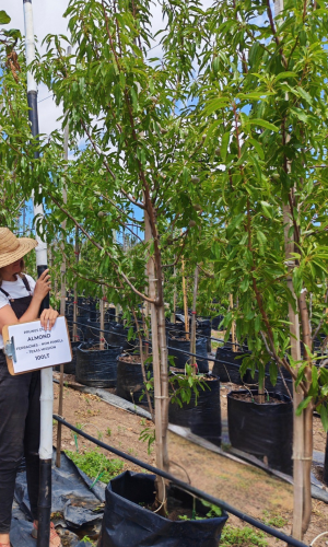 Almond (Prunus dulcis "Ferragnes" "Non Pareil" )