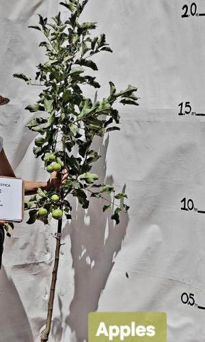 Apple (Malus domestica "Anna", "Cripps Red", "Golden Delicious", "Granny Smith" )