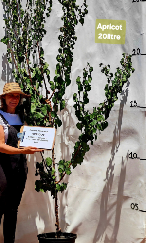 Apricot (Prunus armenica "Babeco", "Bulida", "Palsteyn", "Palsteyn", "Soldonne")