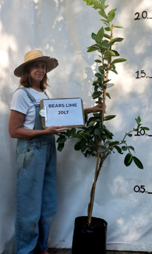 Lime - Bearss (Citrus × latifolia ‘Bearss’)