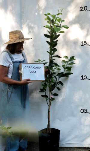 Cara Cara (Citrus sinensis ‘Cara Cara’)