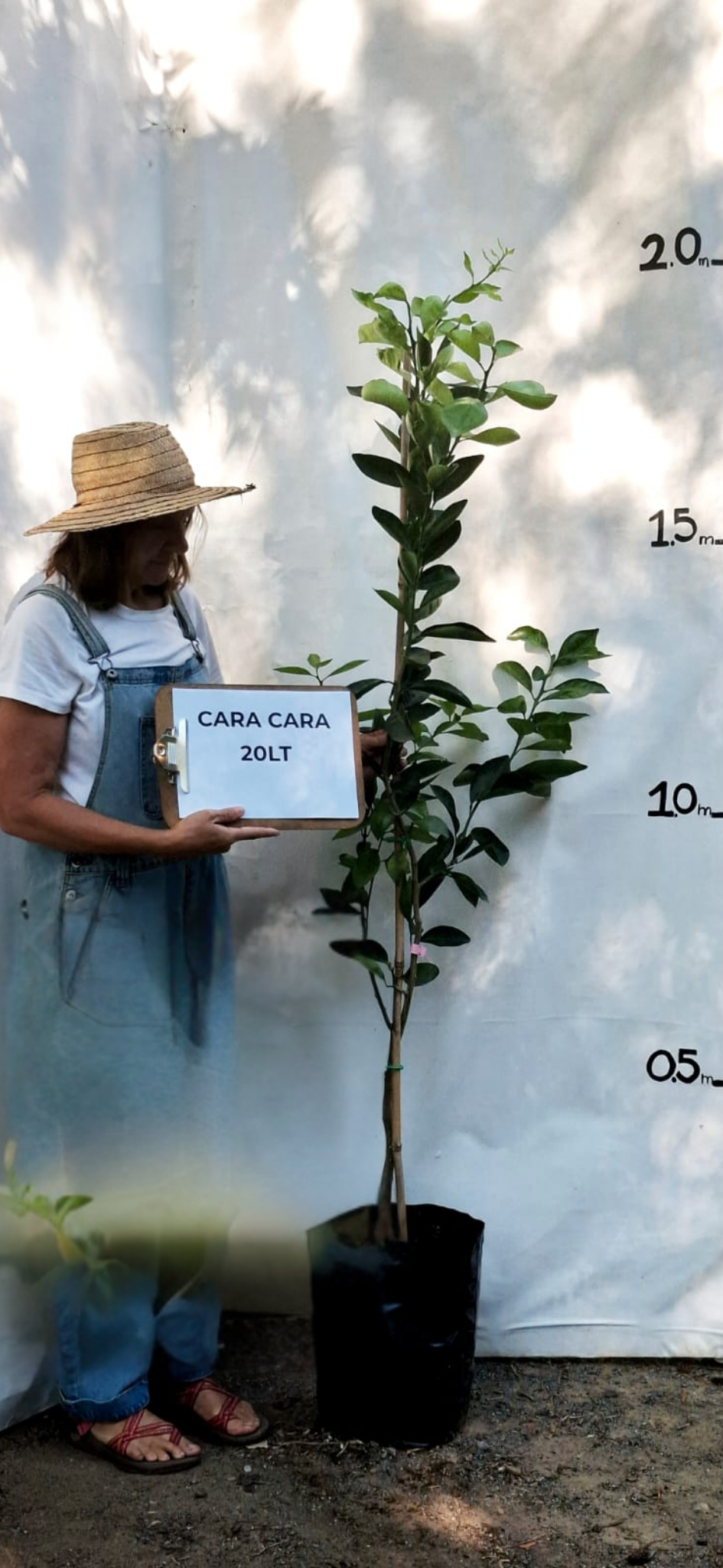 Cara Cara (Citrus sinensis ‘Cara Cara’)