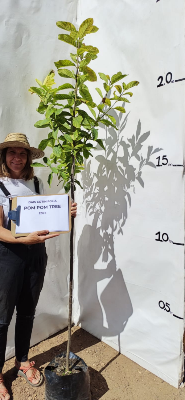 Pom Pom Tree (Dais cotinifolia) - Trees For Africa