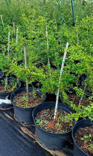 Lime - Finger Lime (Citrus australasica 'Finger Lime')