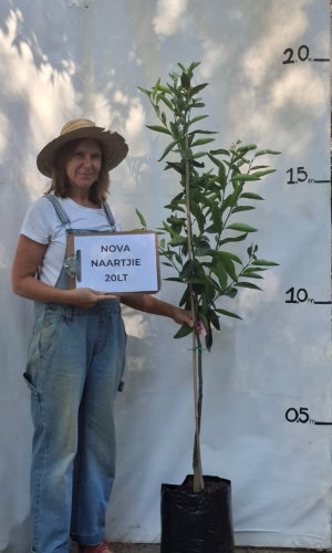 Naartjie - Nova (Citrus reticulata × paradisi ‘Nova’)