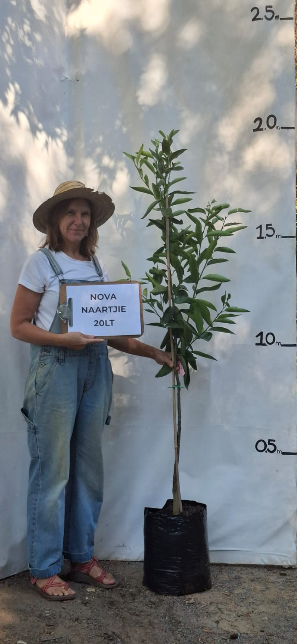 Naartjie - Nova (Citrus reticulata × paradisi ‘Nova’)