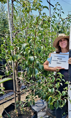 Pear (Pyrus communis "Packham"  "Rosemarie" )