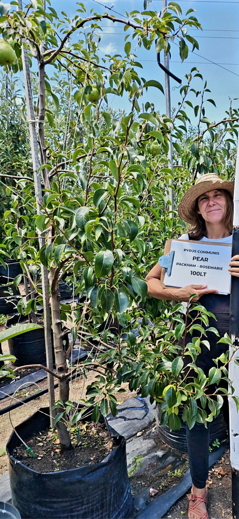 Pear (Pyrus communis "Packham" "Rosemarie" )