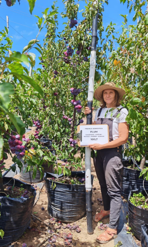Plum (Prunus domestica "Flavor King"  "Fortune", "Methley", "Pioneer", "Songold" )