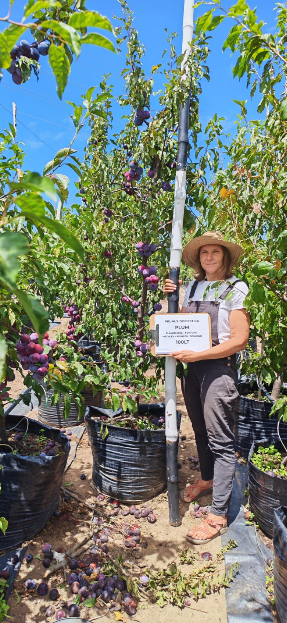 Plum (Prunus domestica "Flavor King" "Fortune", "Methley", "Pioneer", "Songold" )