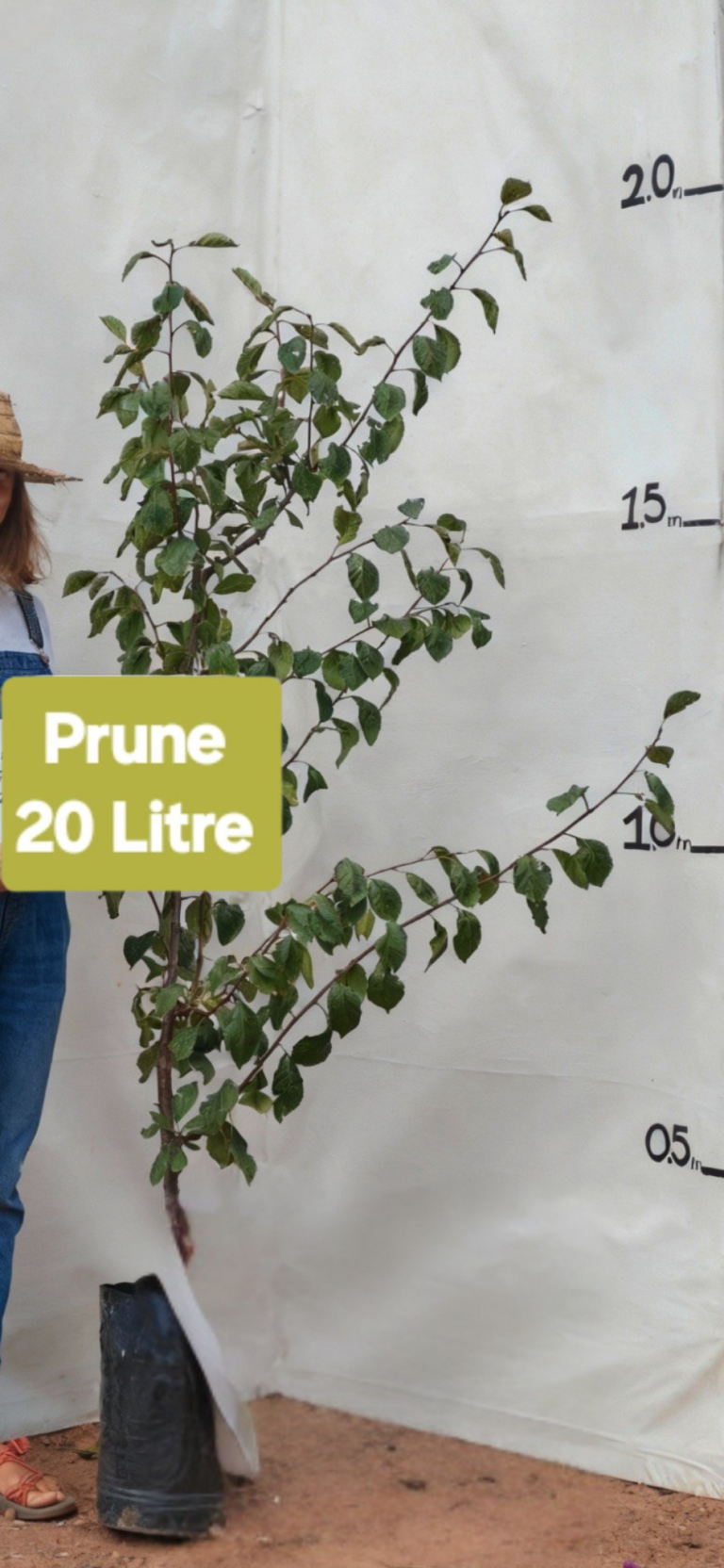 Tree Pru Prune (Prunus domestica