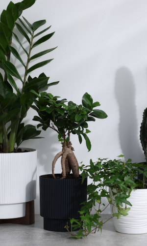 Pots and Plant Bags