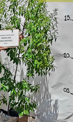 African Dogwood (Rhamnus prinoides)