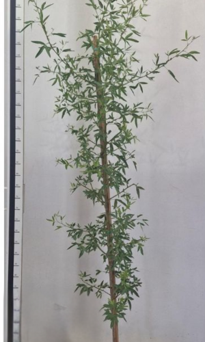 White Karee (Searsia pendulina)