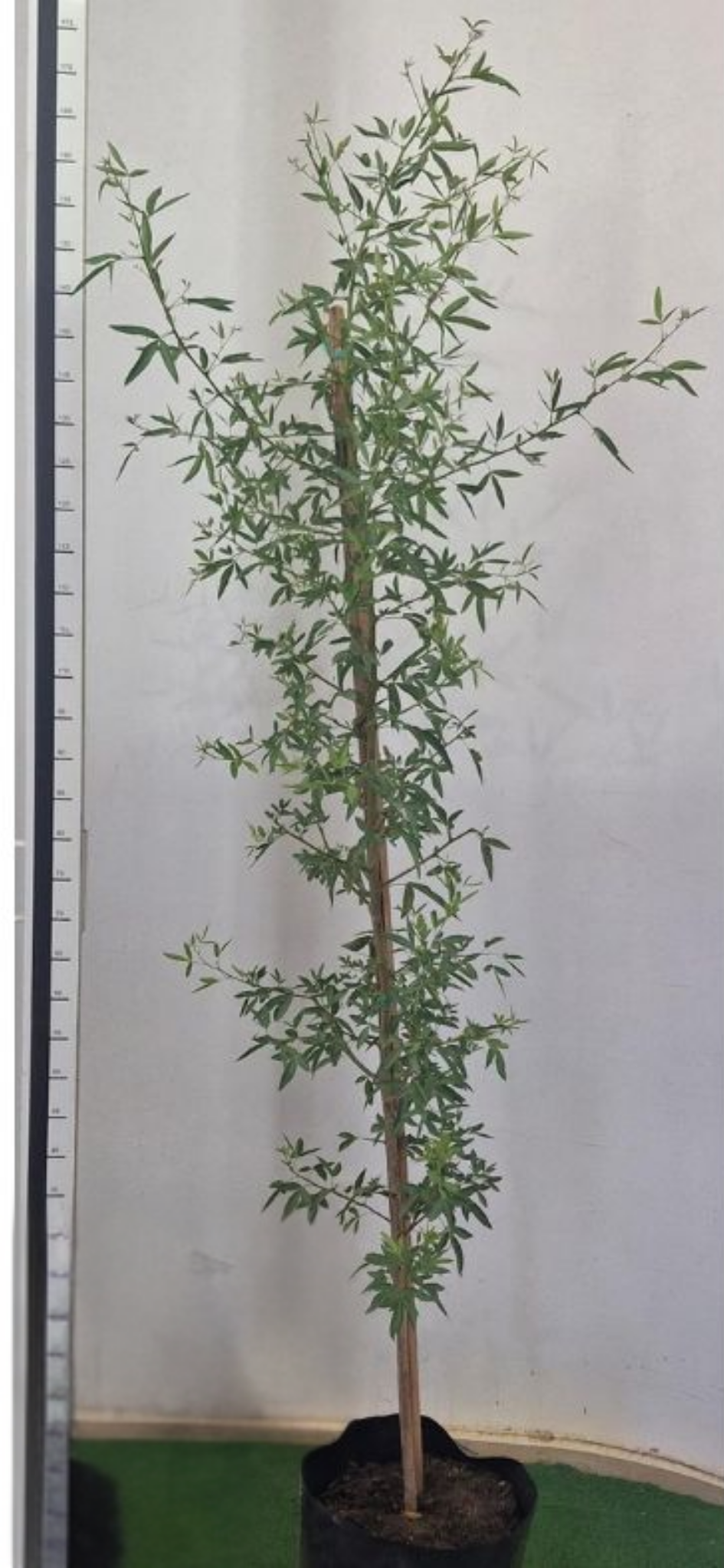 White Karee (Searsia pendulina)