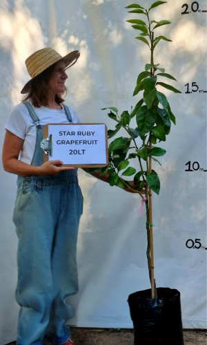 Grapefruit (Citrus paradisi ‘Star Ruby’)