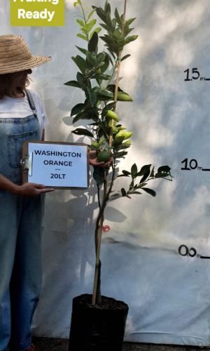 Orange - Naval (Citrus sinensis ‘Washington Navel’)