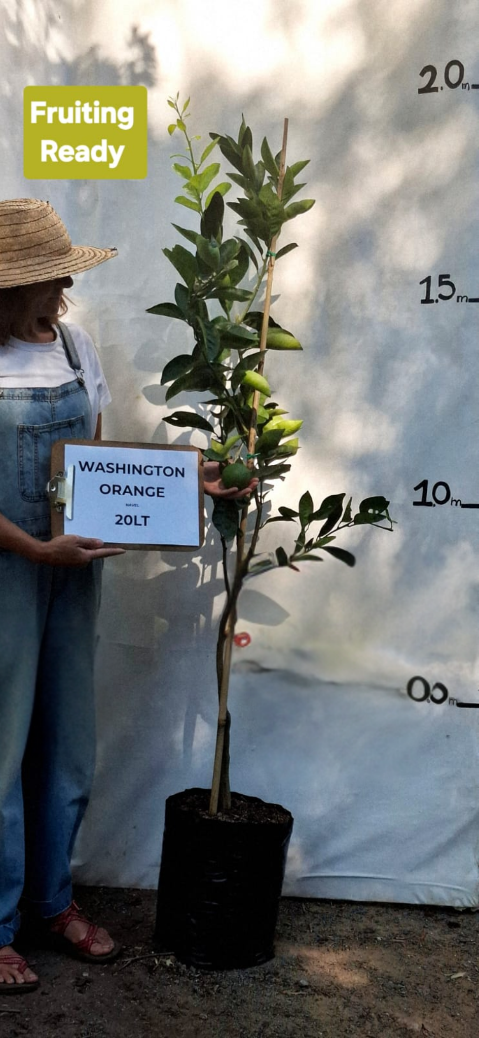 Orange - Naval (Citrus sinensis ‘Washington Navel’)